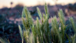 Desert vegetation | پوشش گیاهی بیابانی