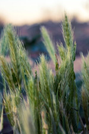 Desert vegetation | پوشش گیاهی بیابانی