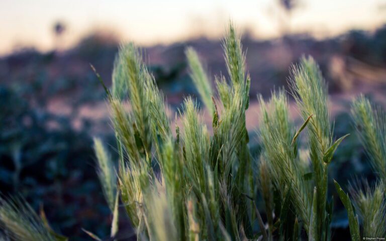 Desert vegetation | پوشش گیاهی بیابانی