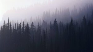 جنگل مه آلود | Foggy Forest