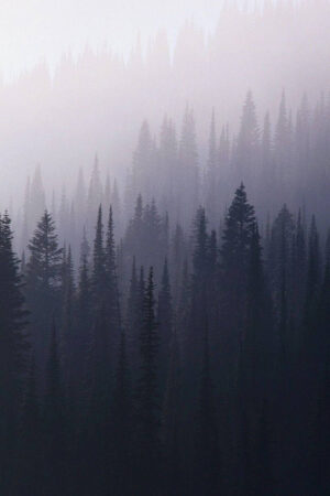 جنگل مه آلود | Foggy Forest