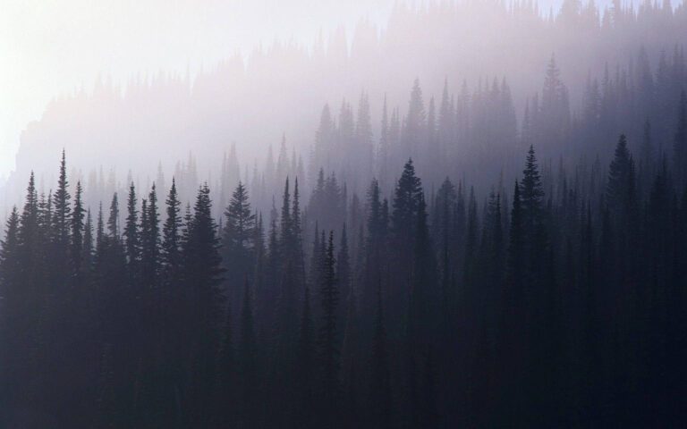 جنگل مه آلود | Foggy Forest