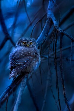 جغد اوراسیایی | Eurasian Pygmy Owl