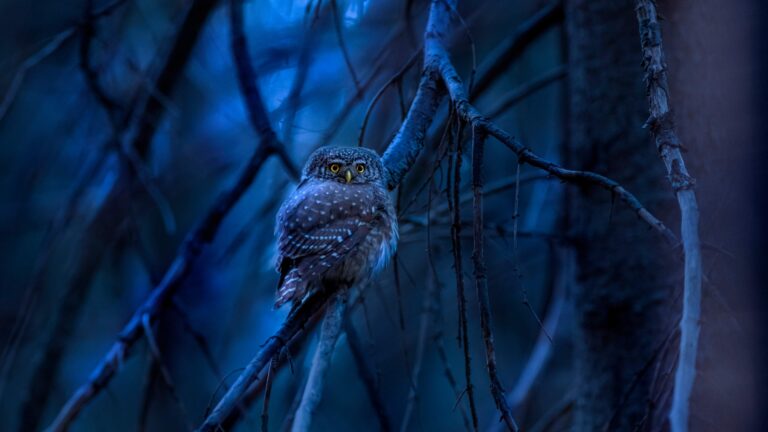 جغد اوراسیایی | Eurasian Pygmy Owl