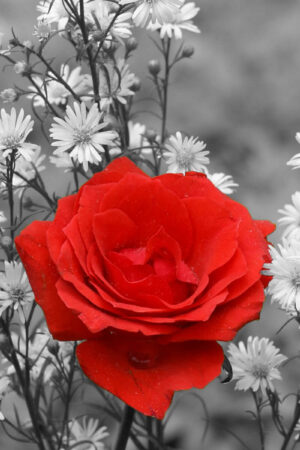 شاخه گل رز