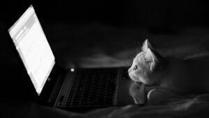 گربه درحال نگاه کردن به لپ تاپ