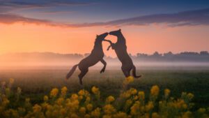رقص اسب ها