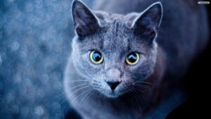 دانلود والپیپر زیبا از گربه آبی برای موبایل و دسکتاپ