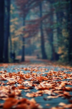 تصویر از روز زیبای پاییزی